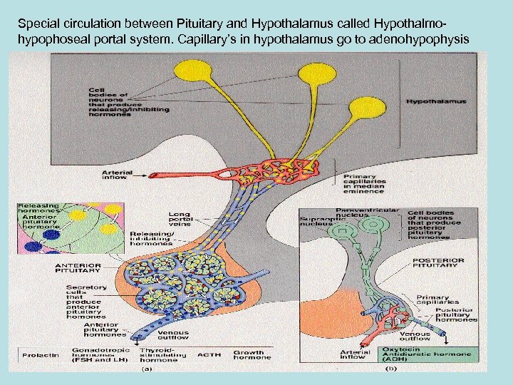 Special circulation between Pituitary and Hypothalamus called Hypothalmohypophoseal portal system. Capillary’s in hypothalamus go