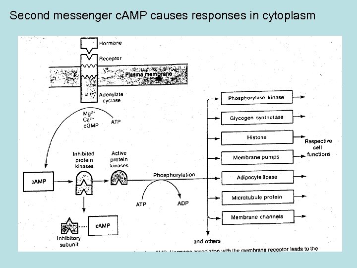 Second messenger c. AMP causes responses in cytoplasm 