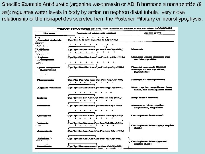 Specific Example Antidiuretic (argenine vasopressin or ADH) hormone a nonapeptide (9 aa): regulates water