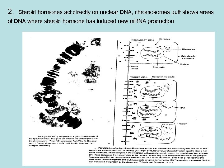 2. Steroid hormones act directly on nuclear DNA, chromosomes puff shows areas of DNA