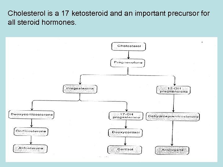 Cholesterol is a 17 ketosteroid an important precursor for all steroid hormones. 