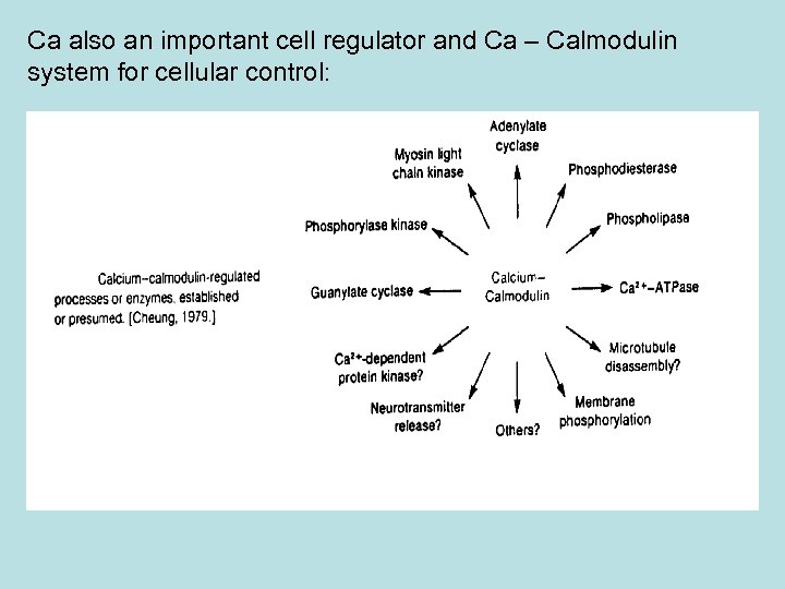 Ca also an important cell regulator and Ca – Calmodulin system for cellular control: