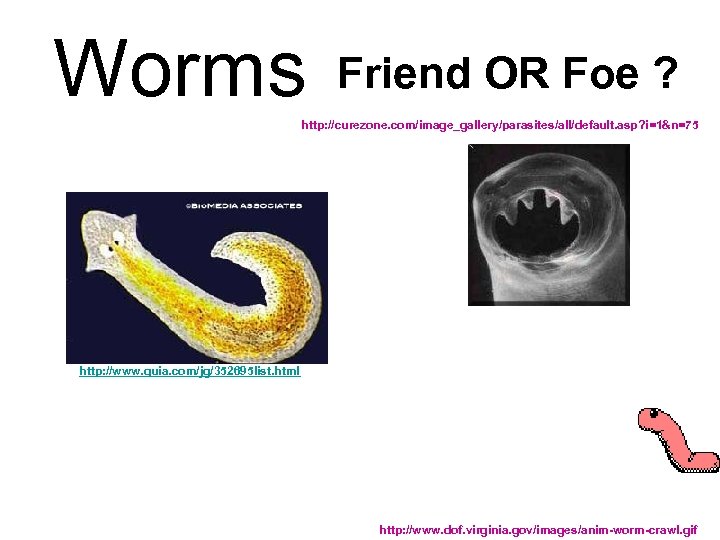 Worms Friend OR Foe ? http: //curezone. com/image_gallery/parasites/all/default. asp? i=1&n=75 http: //www. quia. com/jg/352695