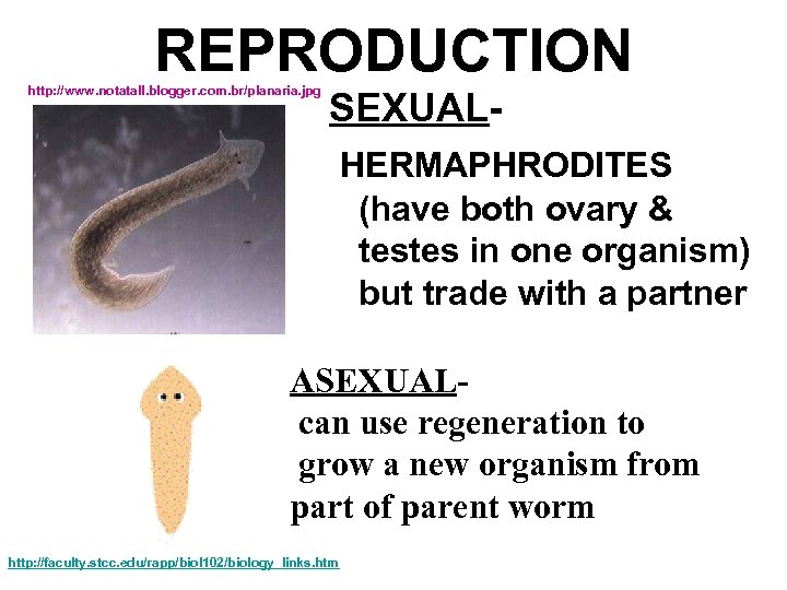 REPRODUCTION http: //www. notatall. blogger. com. br/planaria. jpg SEXUALHERMAPHRODITES (have both ovary & testes