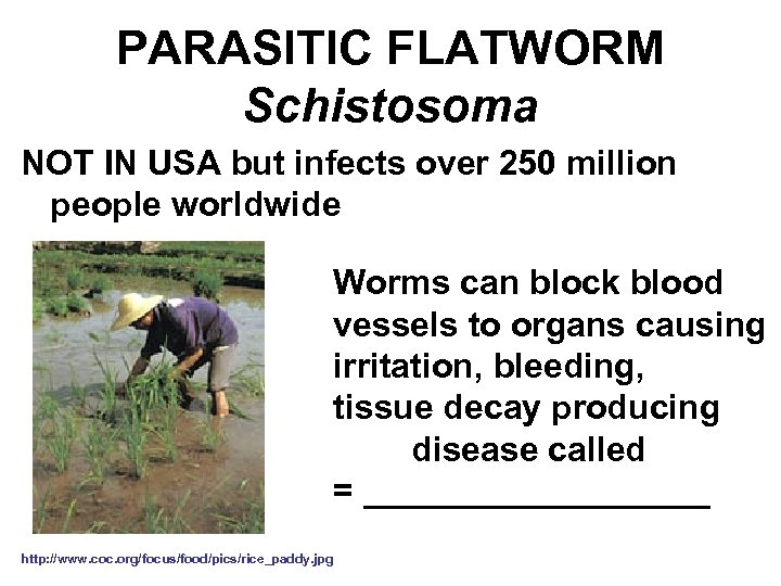 PARASITIC FLATWORM Schistosoma NOT IN USA but infects over 250 million people worldwide Worms