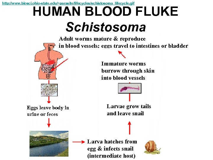 http: //www. biosci. ohio-state. edu/~parasite/lifecycles/schistosoma_lifecycle. gif HUMAN BLOOD FLUKE Schistosoma Adult worms mature &