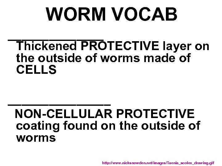 WORM VOCAB _______ Thickened PROTECTIVE layer on the outside of worms made of CELLS