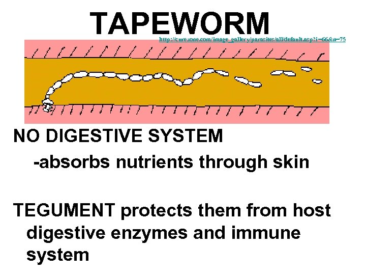 TAPEWORM http: //curezone. com/image_gallery/parasites/all/default. asp? i=66&n=75 NO DIGESTIVE SYSTEM -absorbs nutrients through skin TEGUMENT
