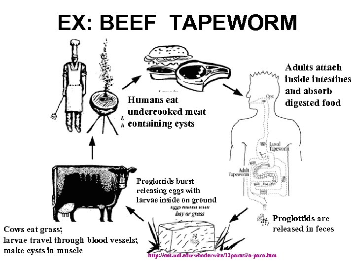 EX: BEEF TAPEWORM Adults attach inside intestines and absorb digested food Humans eat undercooked