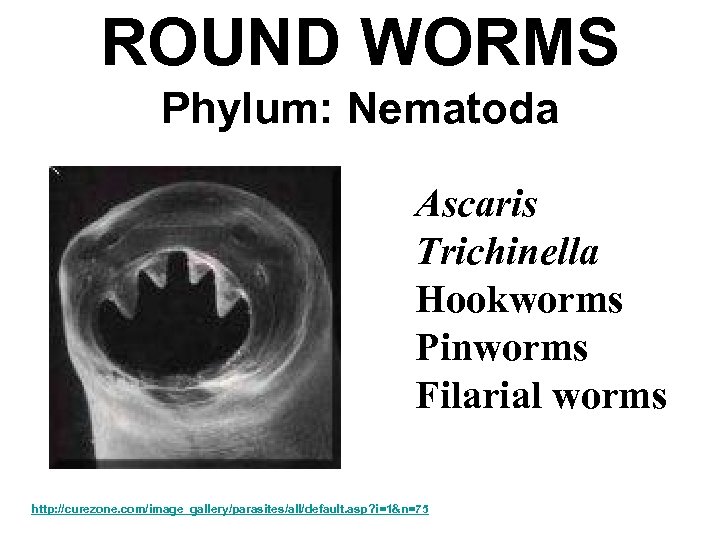 ROUND WORMS Phylum: Nematoda Ascaris Trichinella Hookworms Pinworms Filarial worms http: //curezone. com/image_gallery/parasites/all/default. asp?