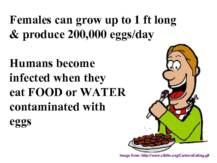 Females can grow up to 1 ft long & produce 200, 000 eggs/day Humans