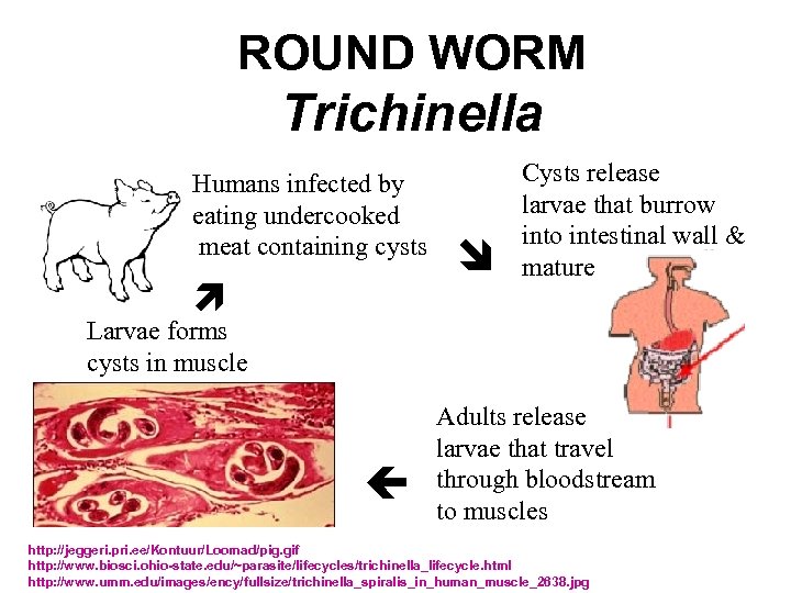 ROUND WORM Trichinella Humans infected by eating undercooked meat containing cysts Cysts release larvae