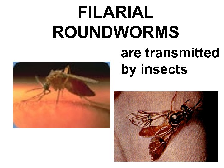 FILARIAL ROUNDWORMS are transmitted by insects 