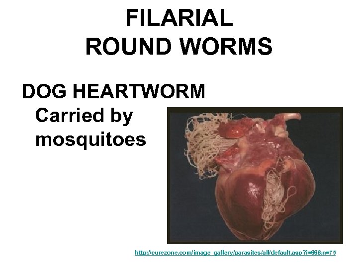FILARIAL ROUND WORMS DOG HEARTWORM Carried by mosquitoes http: //curezone. com/image_gallery/parasites/all/default. asp? i=66&n=75 