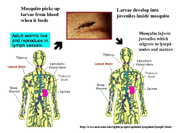 Mosquito picks up larvae from blood when it feeds Adult worms live and reproduce