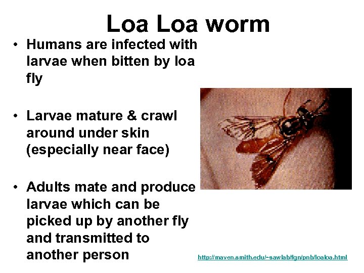 Loa worm • Humans are infected with larvae when bitten by loa fly •
