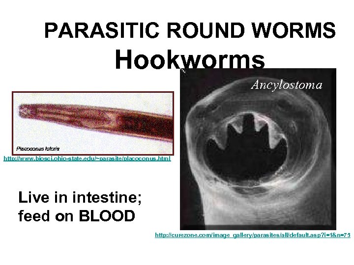 PARASITIC ROUND WORMS Hookworms Ancylostoma http: //www. biosci. ohio-state. edu/~parasite/placoconus. html Live in intestine;