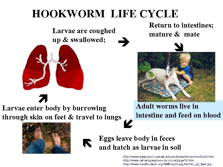 HOOKWORM LIFE CYCLE Larvae are coughed up & swallowed; Larvae enter body by burrowing