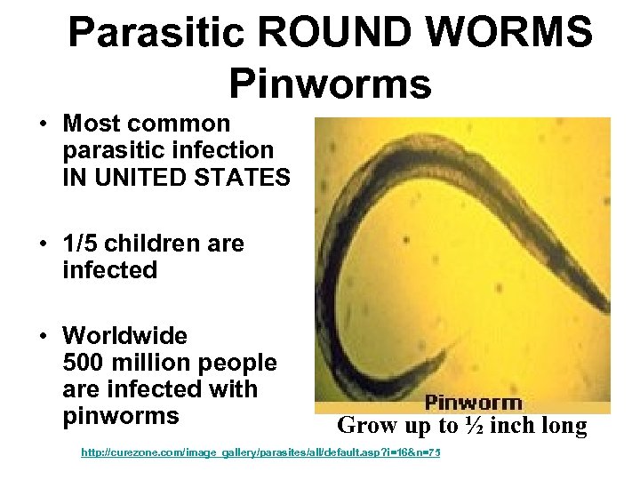 Parasitic ROUND WORMS Pinworms • Most common parasitic infection IN UNITED STATES • 1/5