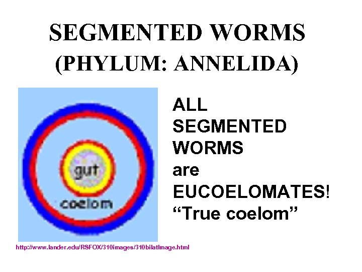 SEGMENTED WORMS (PHYLUM: ANNELIDA) ALL SEGMENTED WORMS are EUCOELOMATES! “True coelom” http: //www. lander.