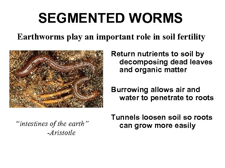 SEGMENTED WORMS Earthworms play an important role in soil fertility Return nutrients to soil