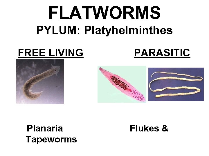 FLATWORMS PYLUM: Platyhelminthes FREE LIVING Planaria Tapeworms PARASITIC Flukes & 