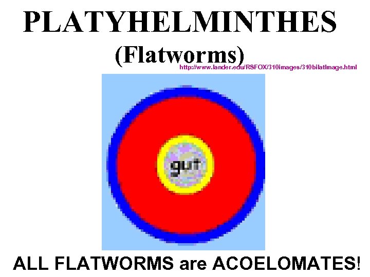 PLATYHELMINTHES (Flatworms) http: //www. lander. edu/RSFOX/310 images/310 bilat. Image. html ALL FLATWORMS are ACOELOMATES!