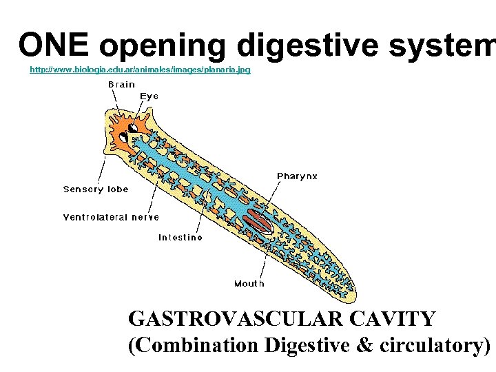 ONE opening digestive system http: //www. biologia. edu. ar/animales/images/planaria. jpg GASTROVASCULAR CAVITY (Combination Digestive