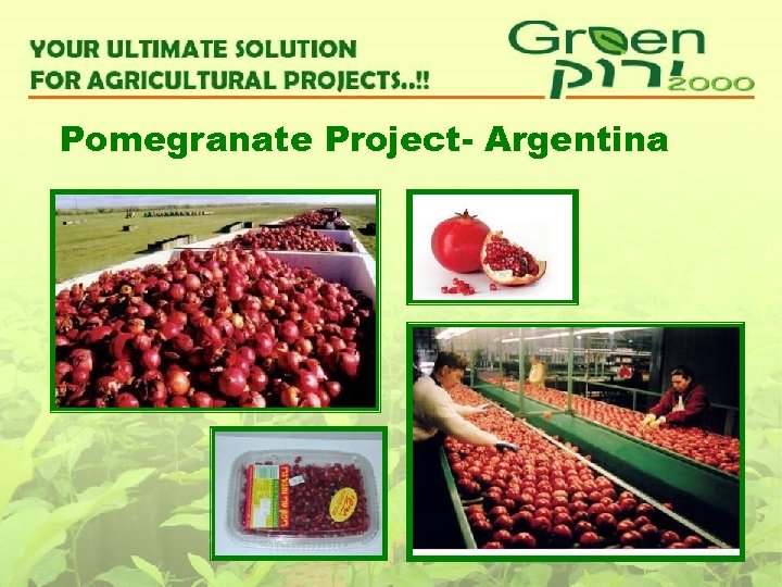 Pomegranate Project- Argentina 