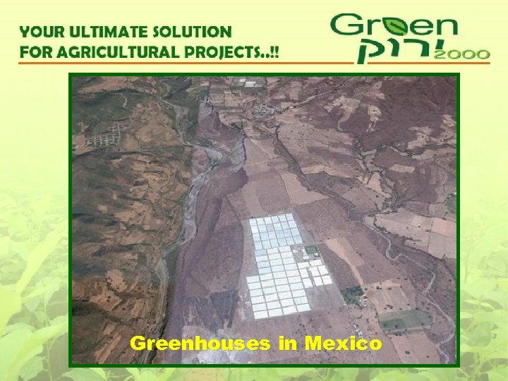 Greenhouses in Mexico 