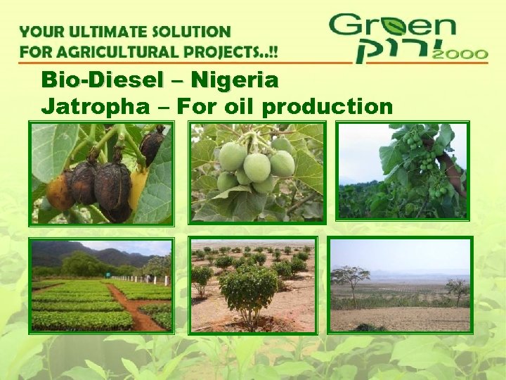 Bio-Diesel – Nigeria Jatropha – For oil production 
