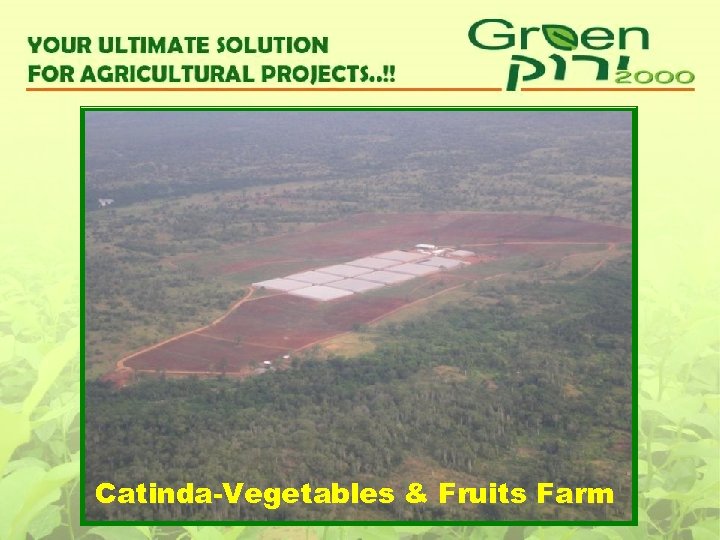 Catinda-Vegetables & Fruits Farm 