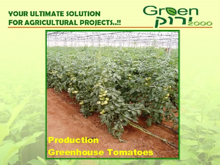 Production Greenhouse Tomatoes 
