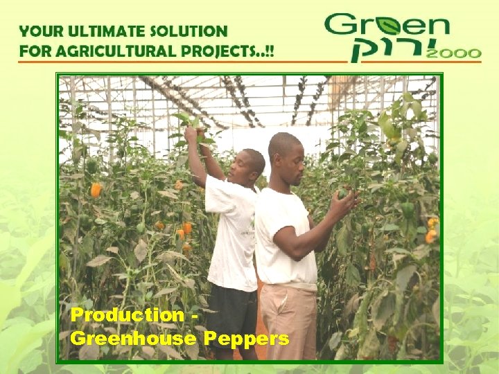 Production Greenhouse Peppers 
