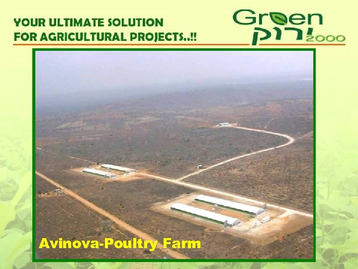 Avinova-Poultry Farm 