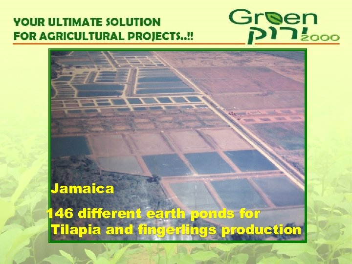 Jamaica 146 different earth ponds for Tilapia and fingerlings production 