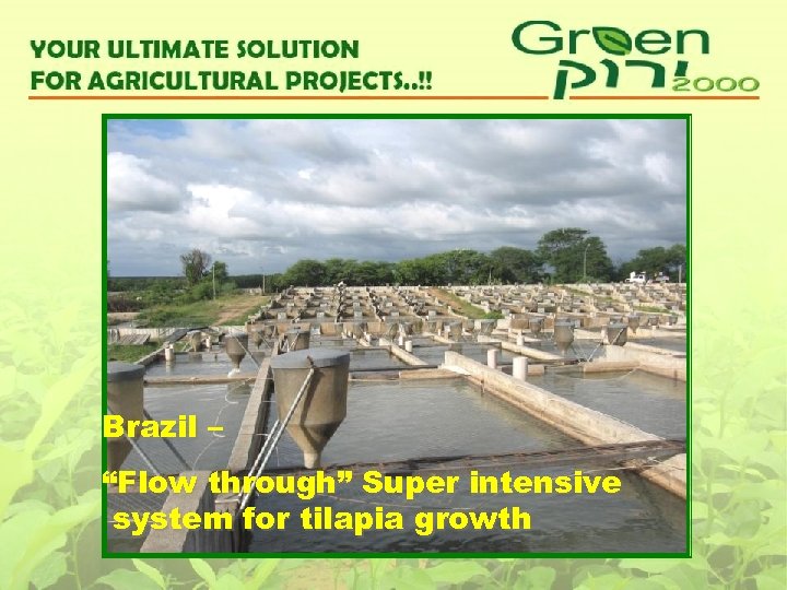 Brazil – “Flow through” Super intensive system for tilapia growth 