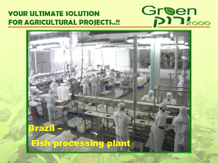 Brazil – Fish processing plant 