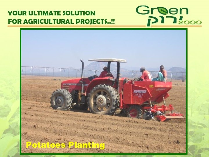Potatoes Planting 