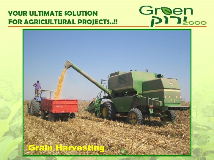 Grain Harvesting 
