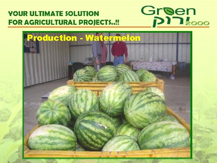 Production - Watermelon 