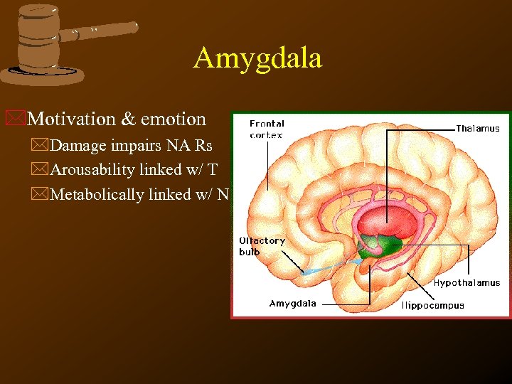 Amygdala *Motivation & emotion *Damage impairs NA Rs *Arousability linked w/ T *Metabolically linked