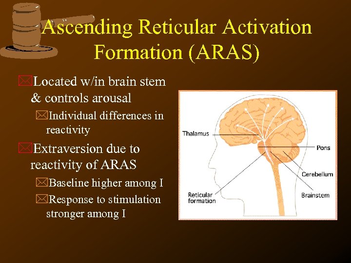 Ascending Reticular Activation Formation (ARAS) *Located w/in brain stem & controls arousal *Individual differences