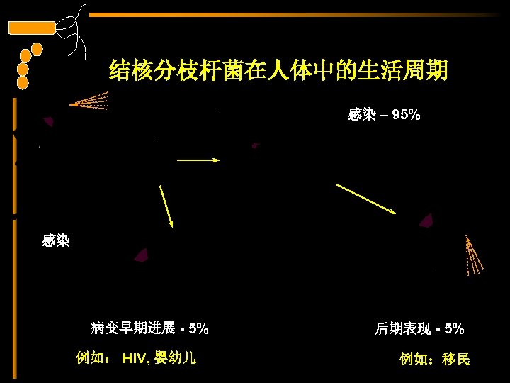 结核分枝杆菌在人体中的生活周期 感染 – 95% 感染 病变早期进展 - 5% 例如： HIV, 婴幼儿 后期表现 - 5%