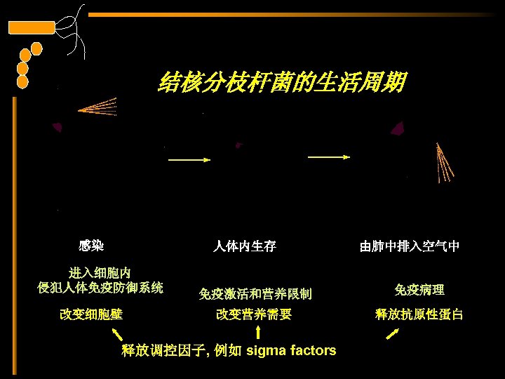 结核分枝杆菌的生活周期 感染 人体内生存 进入细胞内 侵犯人体免疫防御系统 改变细胞壁 由肺中排入空气中 免疫激活和营养限制 免疫病理 改变营养需要 释放抗原性蛋白 释放调控因子, 例如 sigma
