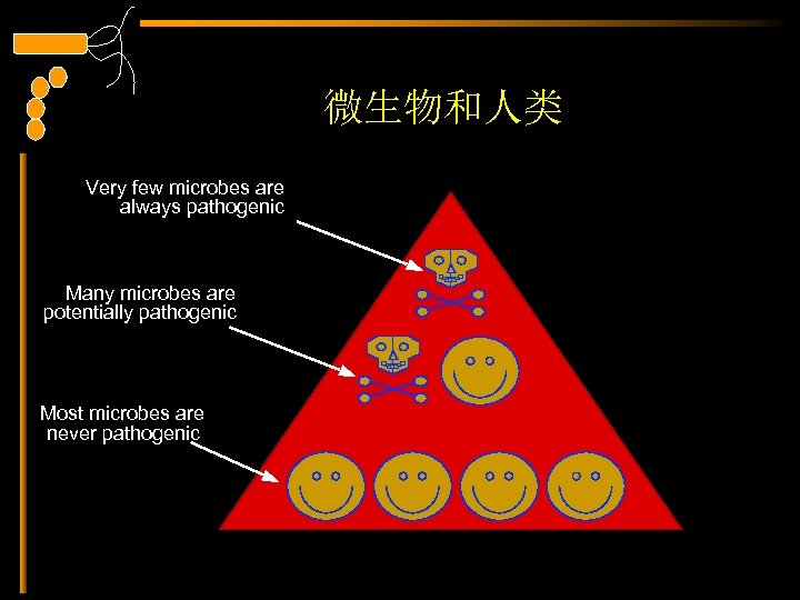 微生物和人类 Very few microbes are always pathogenic Many microbes are potentially pathogenic Most microbes