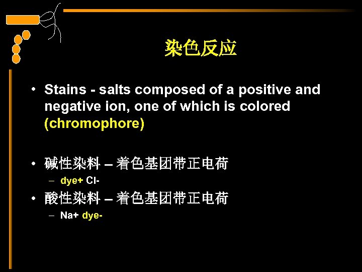 染色反应 • Stains - salts composed of a positive and negative ion, one of