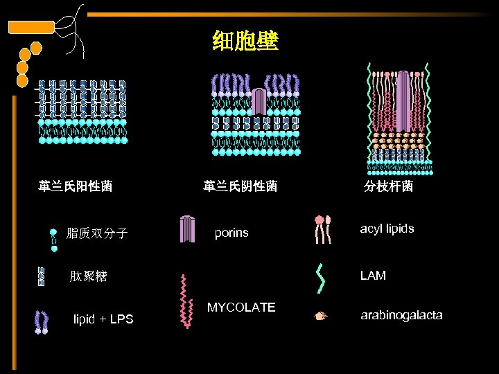 细胞壁 革兰氏阳性菌 脂质双分子 革兰氏阴性菌 porins acyl lipids LAM 肽聚糖 lipid + LPS 分枝杆菌 MYCOLATE