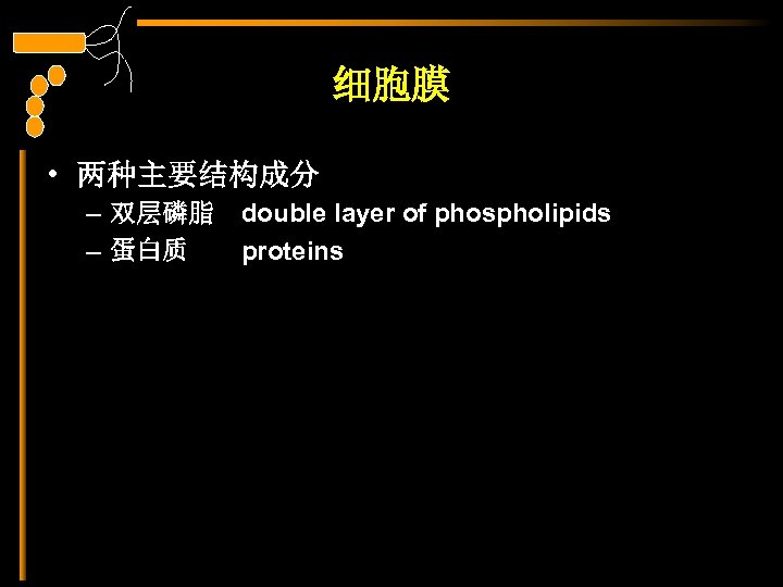细胞膜 • 两种主要结构成分 – 双层磷脂　double layer of phospholipids – 蛋白质　　proteins 