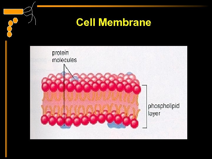 Cell Membrane 